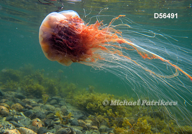Lion's Mane Jellyfish (Cyanea capillata)